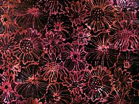 Cotton Batik Fabric - Red Flowers